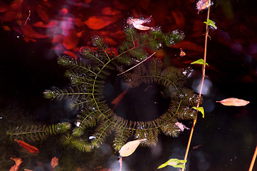 Image showing spiral plant on pond