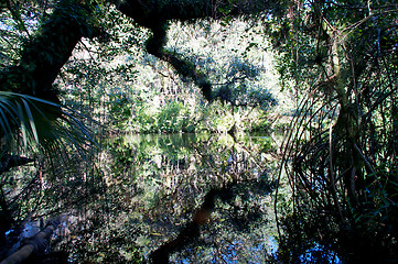 Image showing swampy river reflections