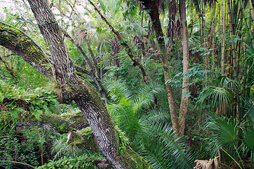 Image showing view of tropical forest