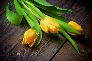 Image showing Yellow Tulips