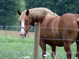 Image showing Horse