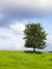 Image showing tree