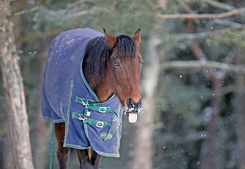 Image showing Horse trying to catch a snowflake with its tongue