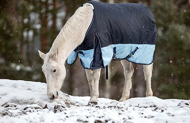 Image showing White Horse in blanket