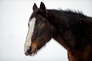 Image showing Horse portrait