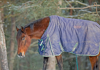 Image showing Horse in blanket
