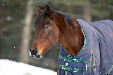Image showing Horse portrait