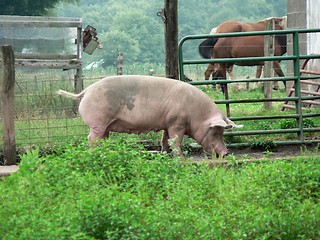 Image showing Pig 1