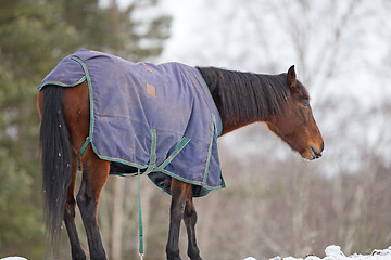 Image showing Horse ouside in blanket