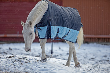 Image showing Horse ouside in blanket