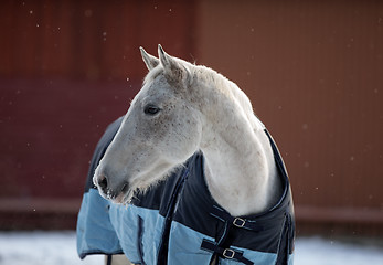 Image showing Horse portrait