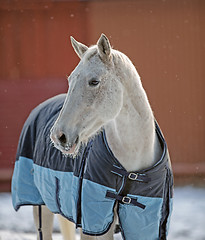 Image showing Horse portrait