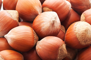 Image showing Hazelnuts or filbert