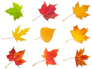 Image showing Maple leaves