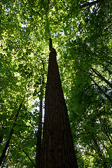 Image showing Green forest