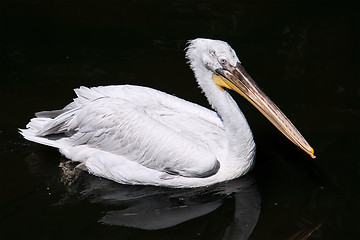 Image showing Pelican