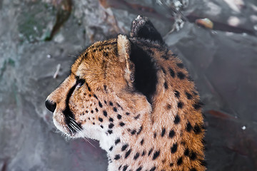 Image showing Cheetah