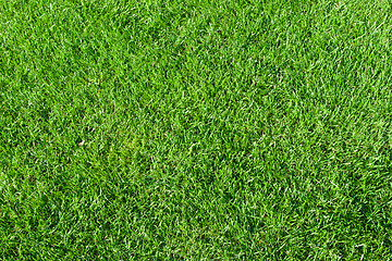 Image showing Green grass