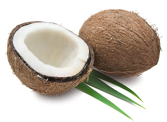 Image showing Coconut