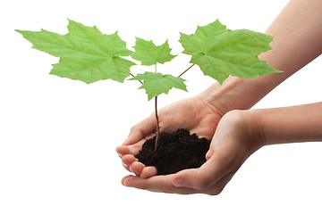 Image showing Tree in hands