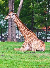 Image showing Giraffe