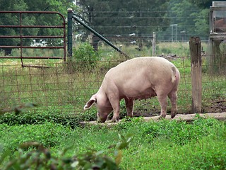 Image showing Pig 2