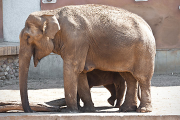 Image showing Elephant