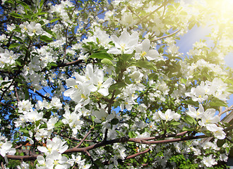 Image showing blossom apple tree branch