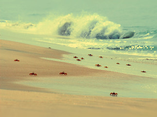 Image showing many crabs on beach - vintage retro style