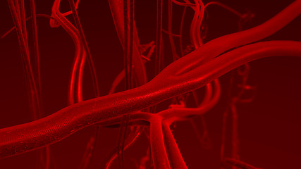 Image showing Human blood arteries and veins