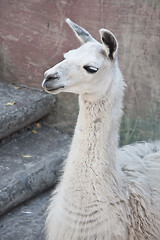 Image showing Llama