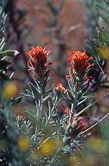 Image showing Flower field