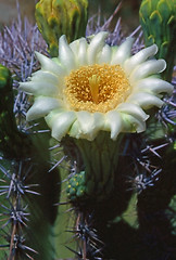 Image showing Saguaro flower