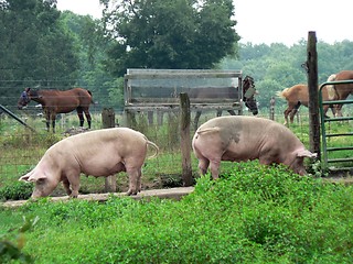 Image showing Pigs 1