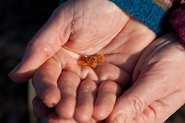 Image showing Very small pieces of  amber at the beach of the Island of Fanoe 