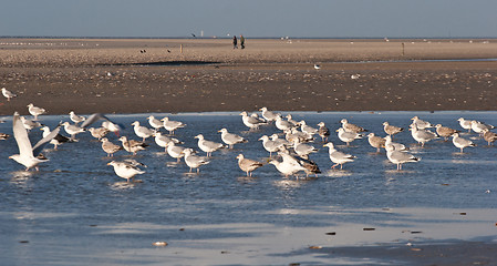 Image showing Seagull Island of Fanoe in Denmark