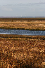 Image showing Landscape from Island of Fanoe in Denmark