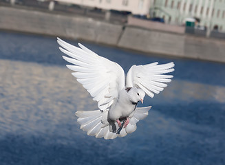 Image showing White pigeon