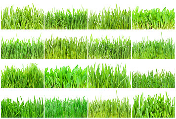 Image showing Green grass