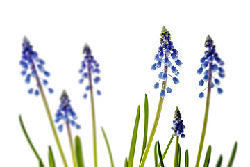 Image showing grape hyacinth