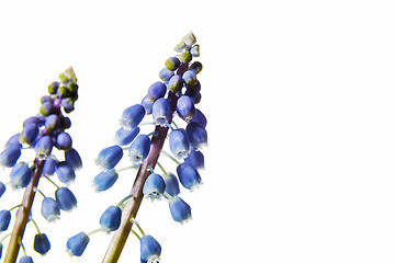 Image showing grape hyacinth