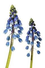 Image showing grape hyacinth