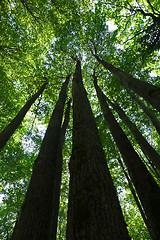 Image showing Green forest