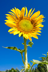 Image showing Sunflower