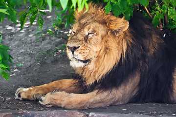 Image showing Lion