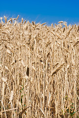 Image showing Wheat field