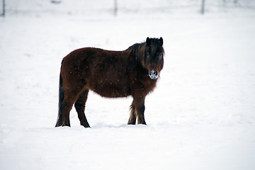 Image showing Pony in the Snow