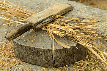 Image showing Wheat peeling