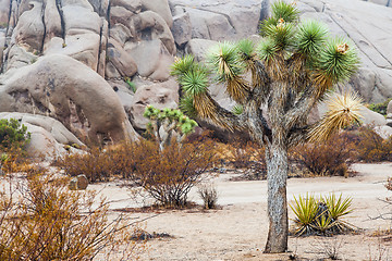 Image showing Joshua Tree