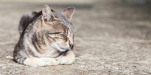 Image showing Sleeping cat